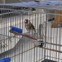 سهره جوجه قفس جفتی