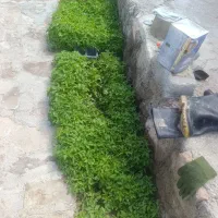 نشاگوجه فرنگی،(نهال)