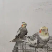 عروس هلندی جفت