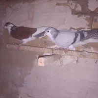 پرشی نر