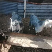 کهره نر ریز|حیوانات مزرعه|مرودشت, دولت آباد|دیوار