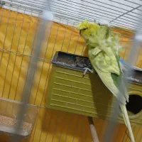 جفت مرغ عشق پروانه ای|پرنده|قزوین, |دیوار