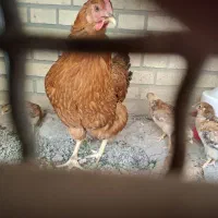 مرغ محلی با پنج عدد جوجه خودش. با سه تا جوجه خروس