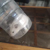 همستر|موش و خرگوش|سنندج, |دیوار