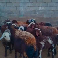 میش هشت تا بره دار و دوقلو|حیوانات مزرعه|فریمان, |دیوار