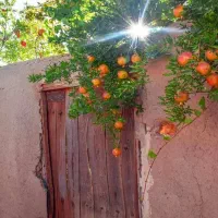 فروش حواله سمند سورن