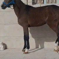 کره مادیان عرب ترکیه‌ای