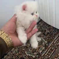 واگذاری گربه