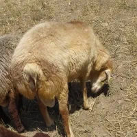 قوچ اصل قدبلند