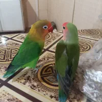 طوطی بریزلی|پرنده|داران, |دیوار
