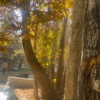 فروش درخت چوب کبوده|گل و گیاه طبیعی|خوانسار, |دیوار