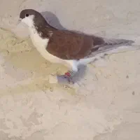 کبوتر۳عددنرخوشرنگدورنگپشتکاغذی