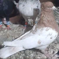 کبوتر کفتر جفتی|پرنده|اقبالیه, |دیوار