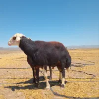 قوچ پلنگی