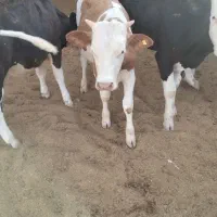 گوساله سیمینتال گوشی