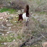 بز کهره دار