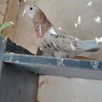 سرور بهبونی ماده|پرنده|مرودشت, ژیان|دیوار