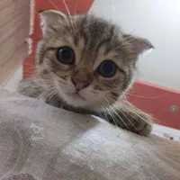 اسکاتیش فولد دو رگه فروش(واگذاری)|گربه|آمل, |دیوار