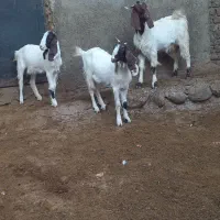 بزغاله نر ماده|حیوانات مزرعه|بروجرد, |دیوار