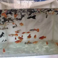 ماهی|ماهی|شیروان (خراسان), |دیوار