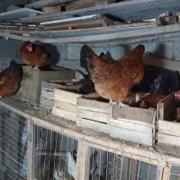 تخم مرغ محلی خوراکی و نطفه دار|خوردنی و آشامیدنی|کلاچای, |دیوار