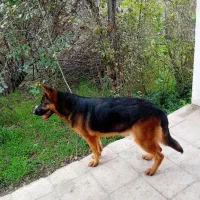 ماده ژرمن کلاسیک|سگ|رشت, حومه رشت|دیوار