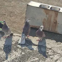 کفتر تهرانی|پرنده|زابل, |دیوار