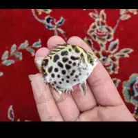 گرین اسکات گرید بالا