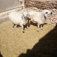 دوراس میش|حیوانات مزرعه|یزد, |دیوار