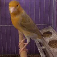قناری نر دارچینی بخون