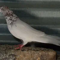 یک جفت کفتر ماده پرشی