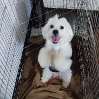 سگ پودل شیتزو