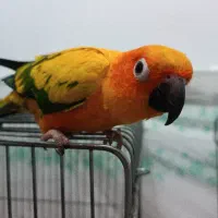 خورشیدی سالم و شیطون
