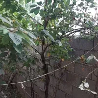 فروش خانه ویلای|فروش خانه و ویلا|دوزین, |دیوار