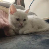 بچه گربه ۳ ماهه