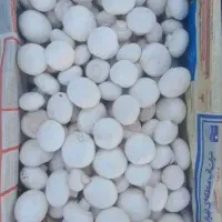 قارچ لوکس درجه یک