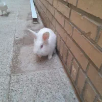 خرگوش سرحال و فرز|موش و خرگوش|شوشتر, |دیوار