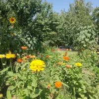 اجاره روزانه خانه باغ|اجارهٔ کوتاهمدت ویلا و باغ|ایلام, |دیوار