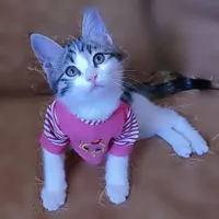 گمشده