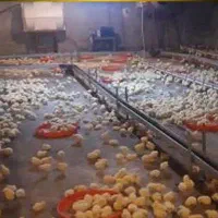 دانخوری زنجیری مرغداری ابخوری جامبو یکروزه هواکش۵۰