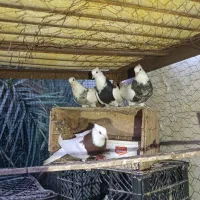 طوقی ۷ هرنگ