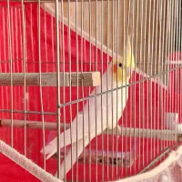 عروس هلندی|پرنده|شهرضا, |دیوار