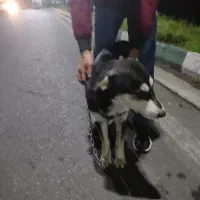 فروش سگ دورگه هاسکی