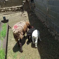 میش افشاری