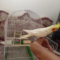 عروس هلندی|پرنده|قروه, |دیوار