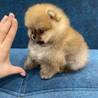 سگ توله پامرانین پرتقالی ۷۲ روزه سایز ریز