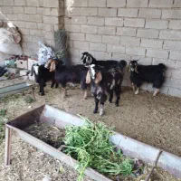 بیگ|حیوانات مزرعه|دزفول, |دیوار