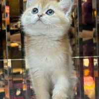 یه مثقال طلای بریتیش|گربه|تهران, دزاشیب|دیوار