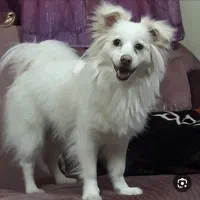 سگ نژاد اشپیتز ( روباهی ) نر و ۷ ماهه