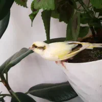 قناری نر خوش صدا خوش رنگ زیبا اهلی معاوضه|پرنده|سیلوانه, |دیوار